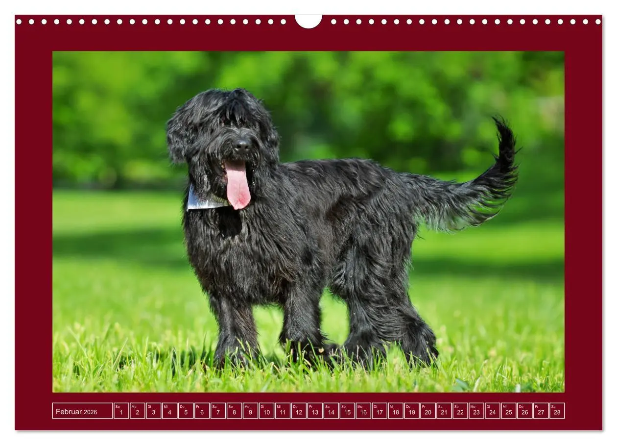 Bild: 9783457387344 | Herz auf vier Pfoten - Briard (Wandkalender 2026 DIN A3 quer),...