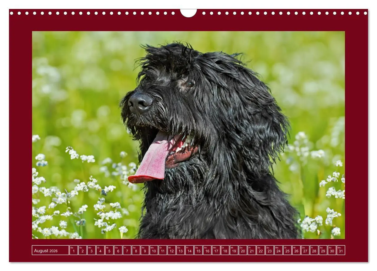 Bild: 9783457387344 | Herz auf vier Pfoten - Briard (Wandkalender 2026 DIN A3 quer),...
