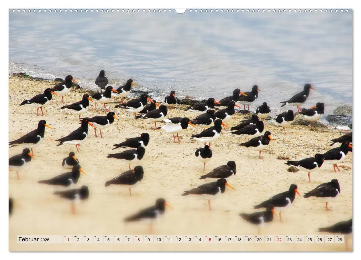Bild: 9783457757444 | Typisch Amrum! (hochwertiger Premium Wandkalender 2026 DIN A2...