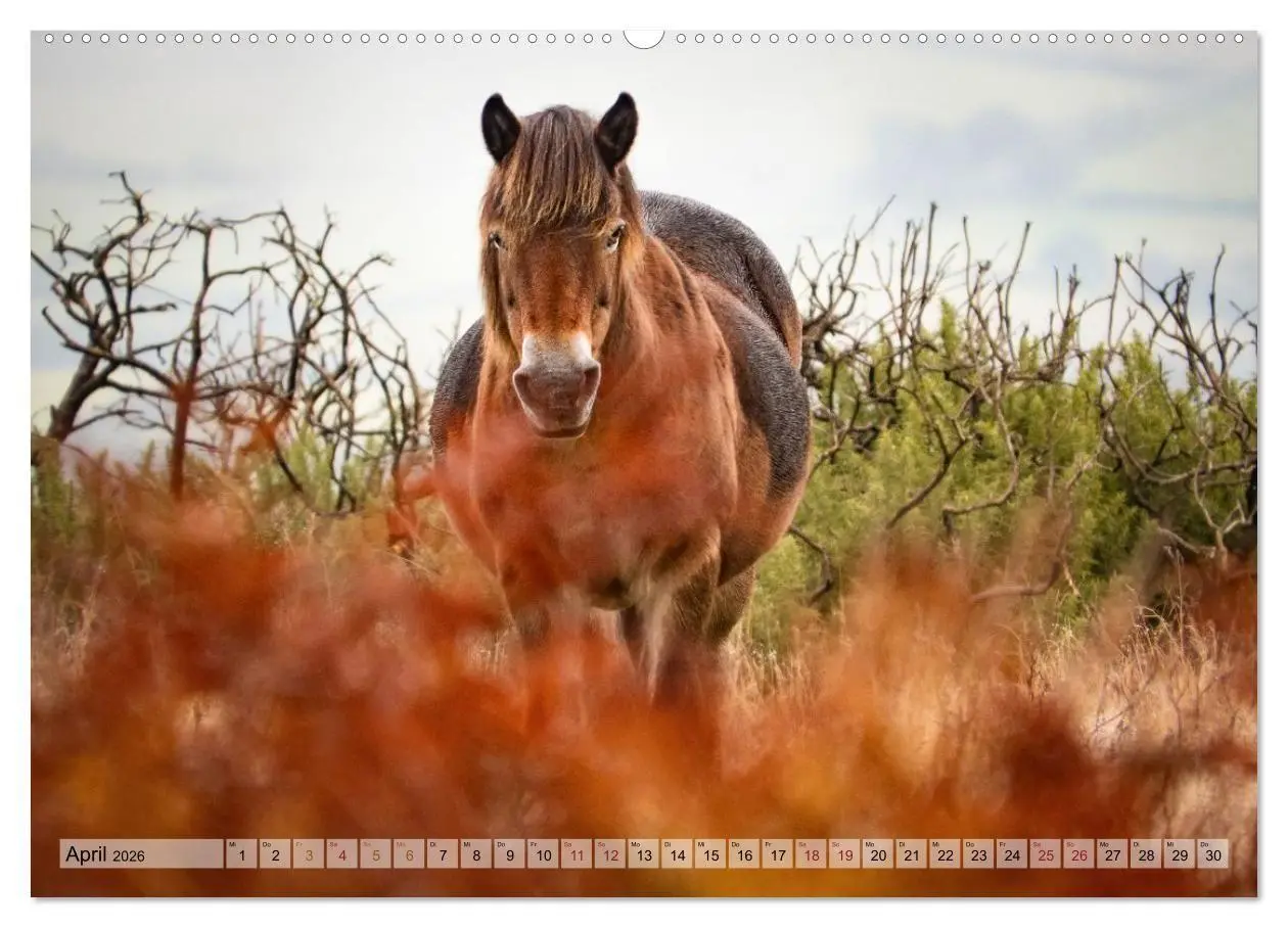 Bild: 9783516697544 | Wildperde - die Magie der Natur (hochwertiger Premium Wandkalender...