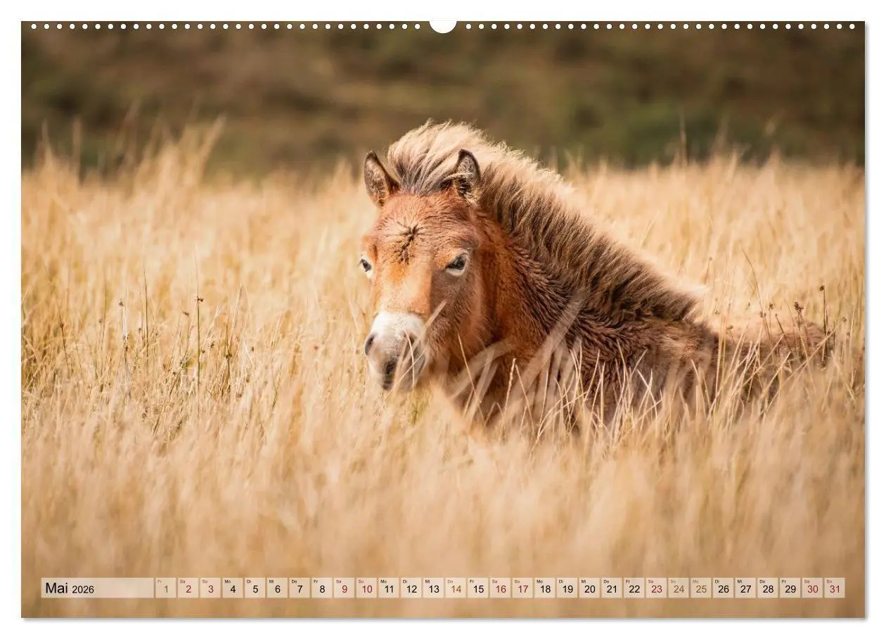Bild: 9783516697544 | Wildperde - die Magie der Natur (hochwertiger Premium Wandkalender...
