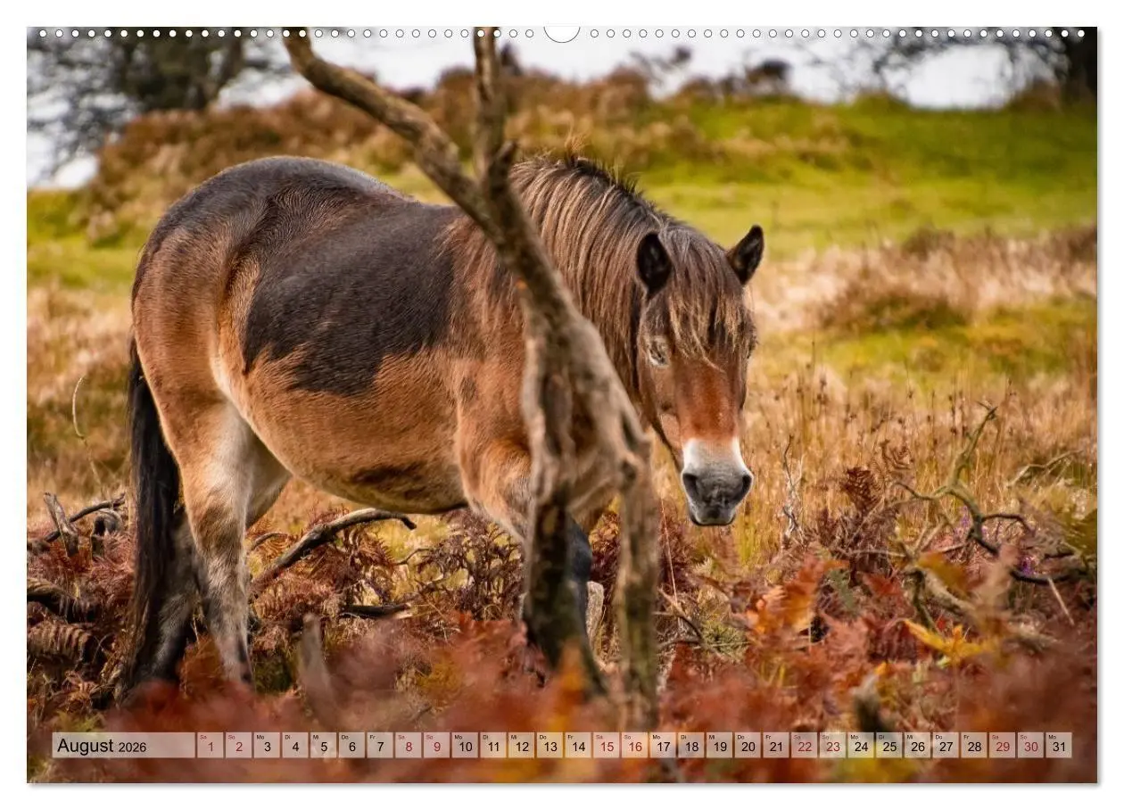 Bild: 9783516697544 | Wildperde - die Magie der Natur (hochwertiger Premium Wandkalender...