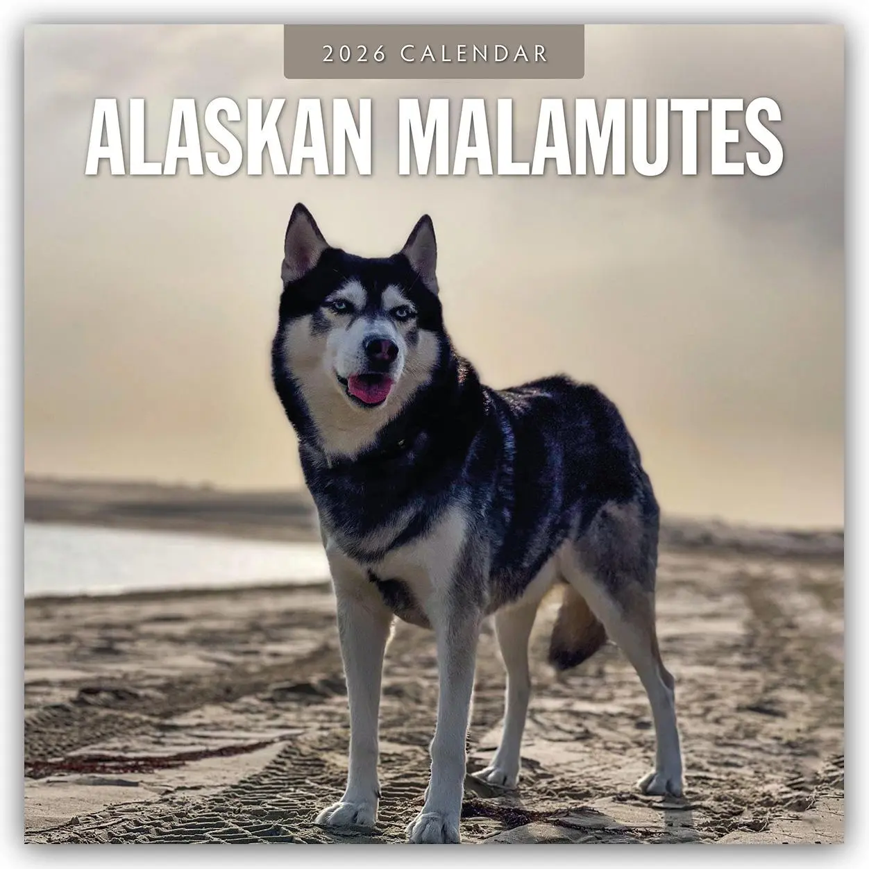 Cover: 9781804427644 | Alaskan Malamutes 2026 Square Wall Calendar | Red Robin | Taschenbuch