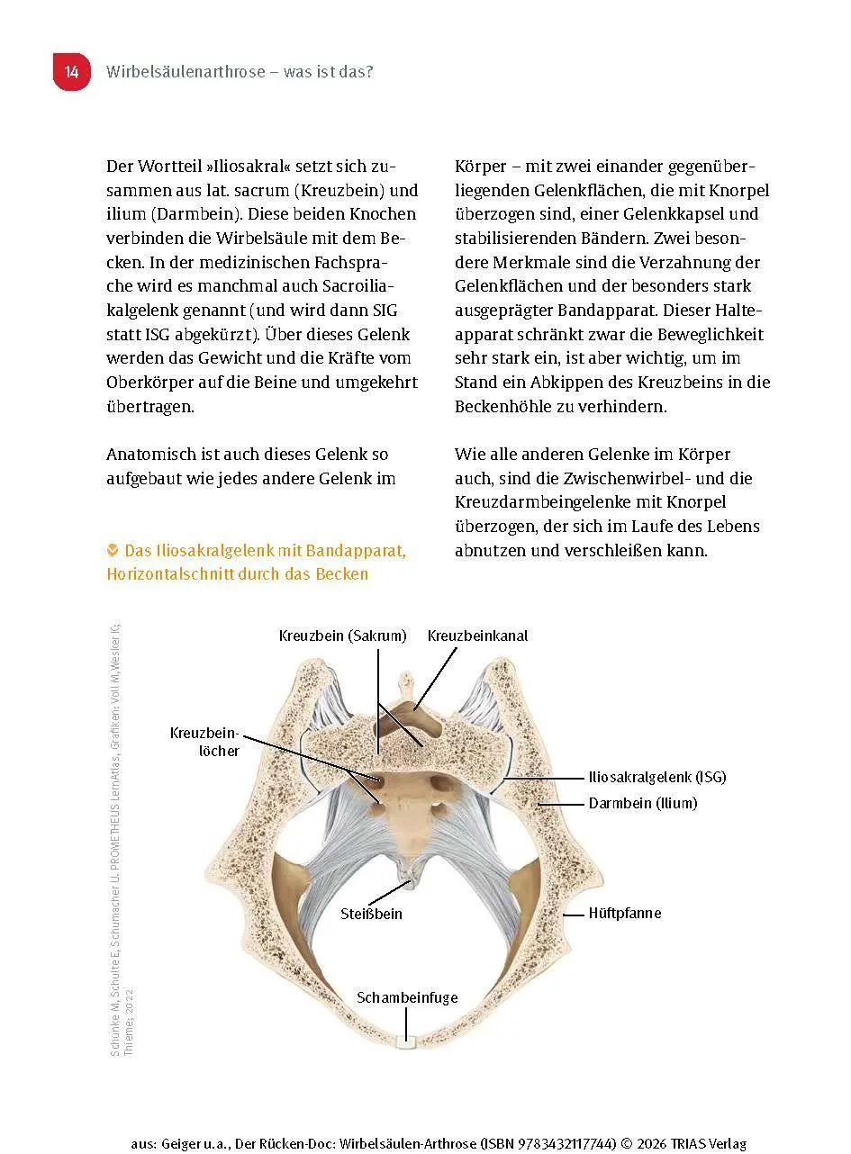 Bild: 9783432117744 | Der Rücken-Doc: Wirbelsäulen-Arthrose | Florian Geiger (u. a.) | Buch