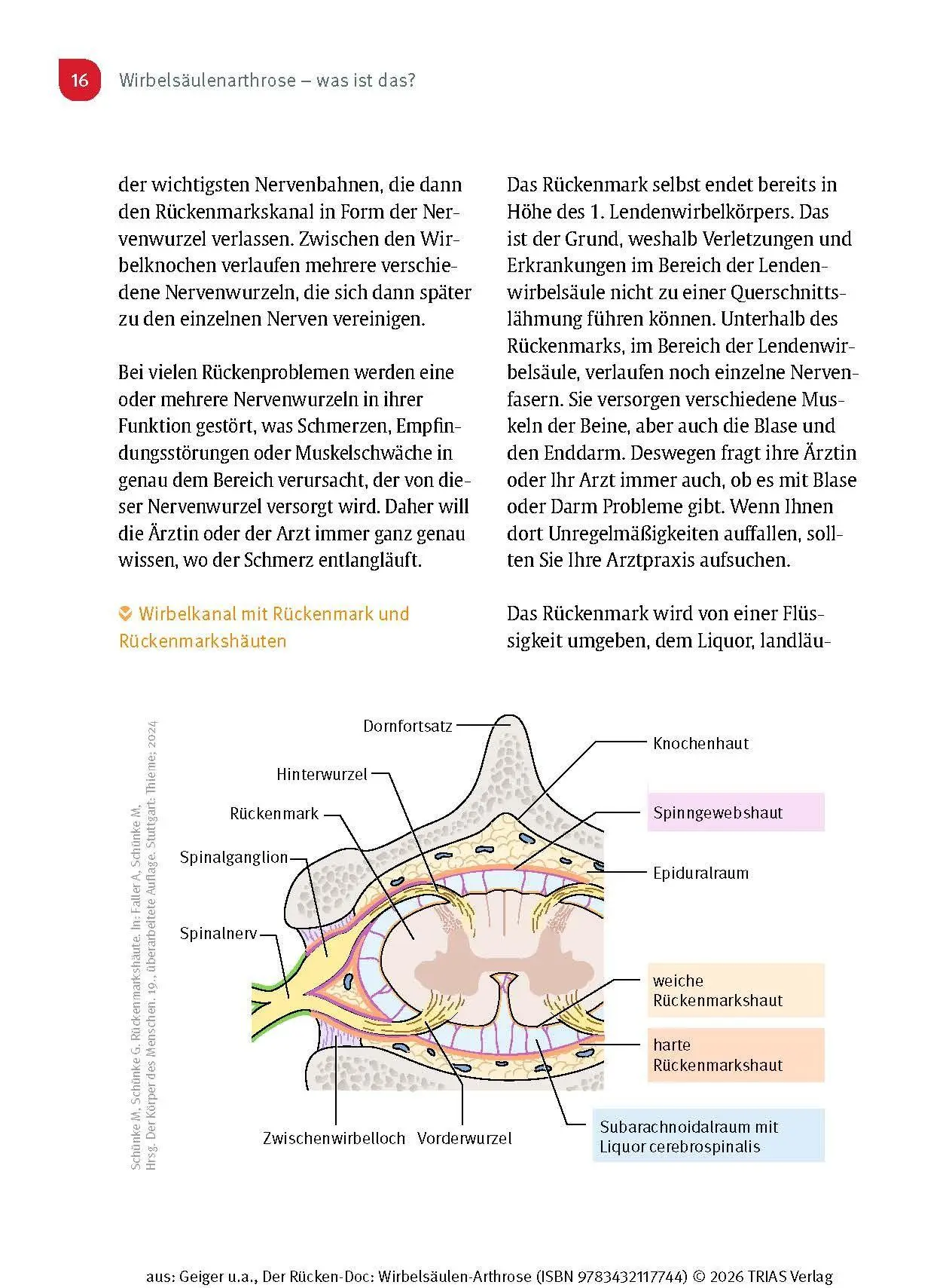 Bild: 9783432117744 | Der Rücken-Doc: Wirbelsäulen-Arthrose | Florian Geiger (u. a.) | Buch