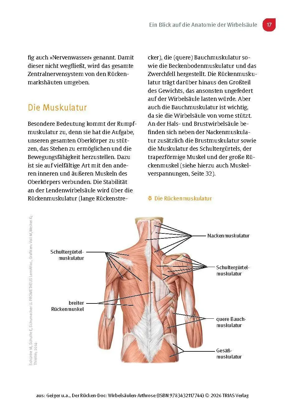 Bild: 9783432117744 | Der Rücken-Doc: Wirbelsäulen-Arthrose | Florian Geiger (u. a.) | Buch