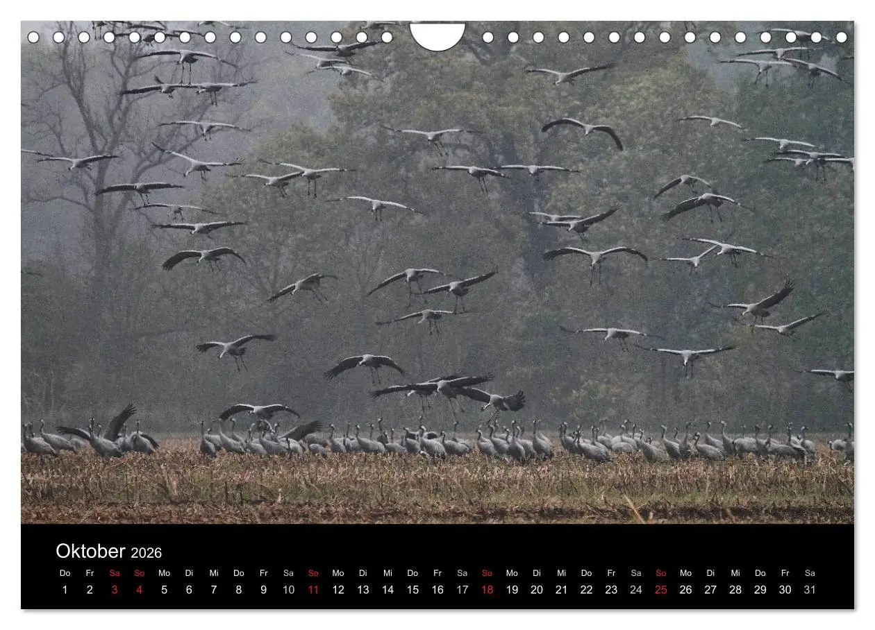 Bild: 9783516117844 | Kranich-Land Brandenburg (Wandkalender 2026 DIN A4 quer), CALVENDO...