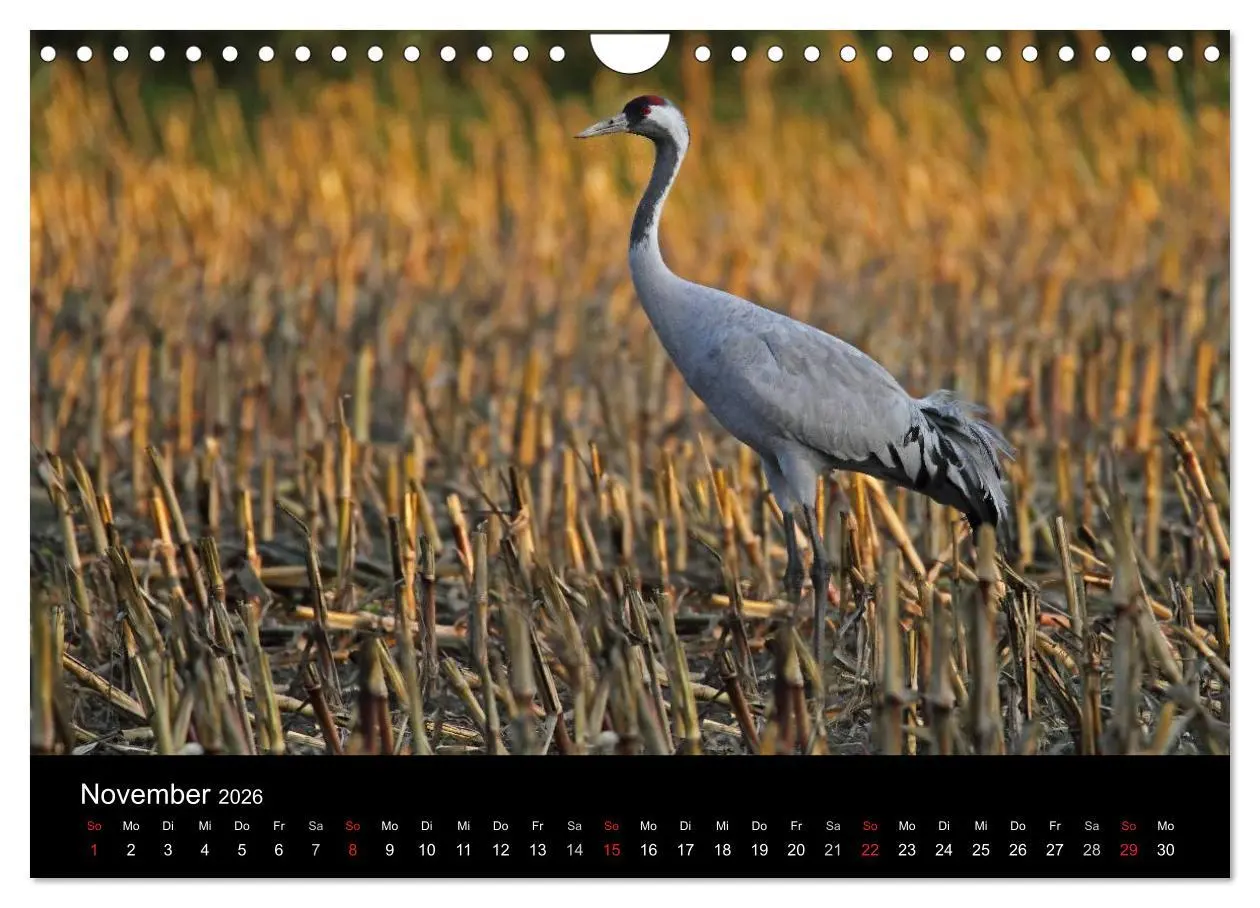 Bild: 9783516117844 | Kranich-Land Brandenburg (Wandkalender 2026 DIN A4 quer), CALVENDO...