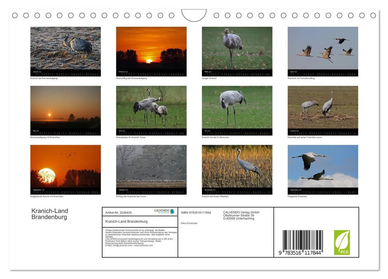 Bild: 9783516117844 | Kranich-Land Brandenburg (Wandkalender 2026 DIN A4 quer), CALVENDO...