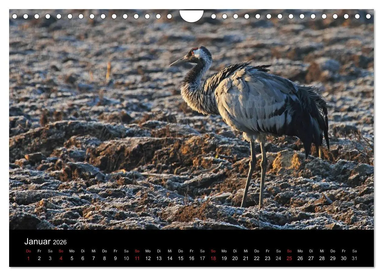 Bild: 9783516117844 | Kranich-Land Brandenburg (Wandkalender 2026 DIN A4 quer), CALVENDO...