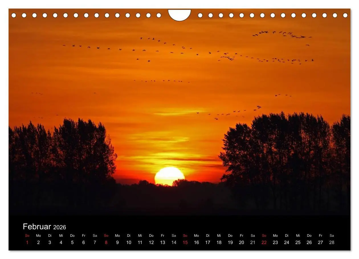 Bild: 9783516117844 | Kranich-Land Brandenburg (Wandkalender 2026 DIN A4 quer), CALVENDO...