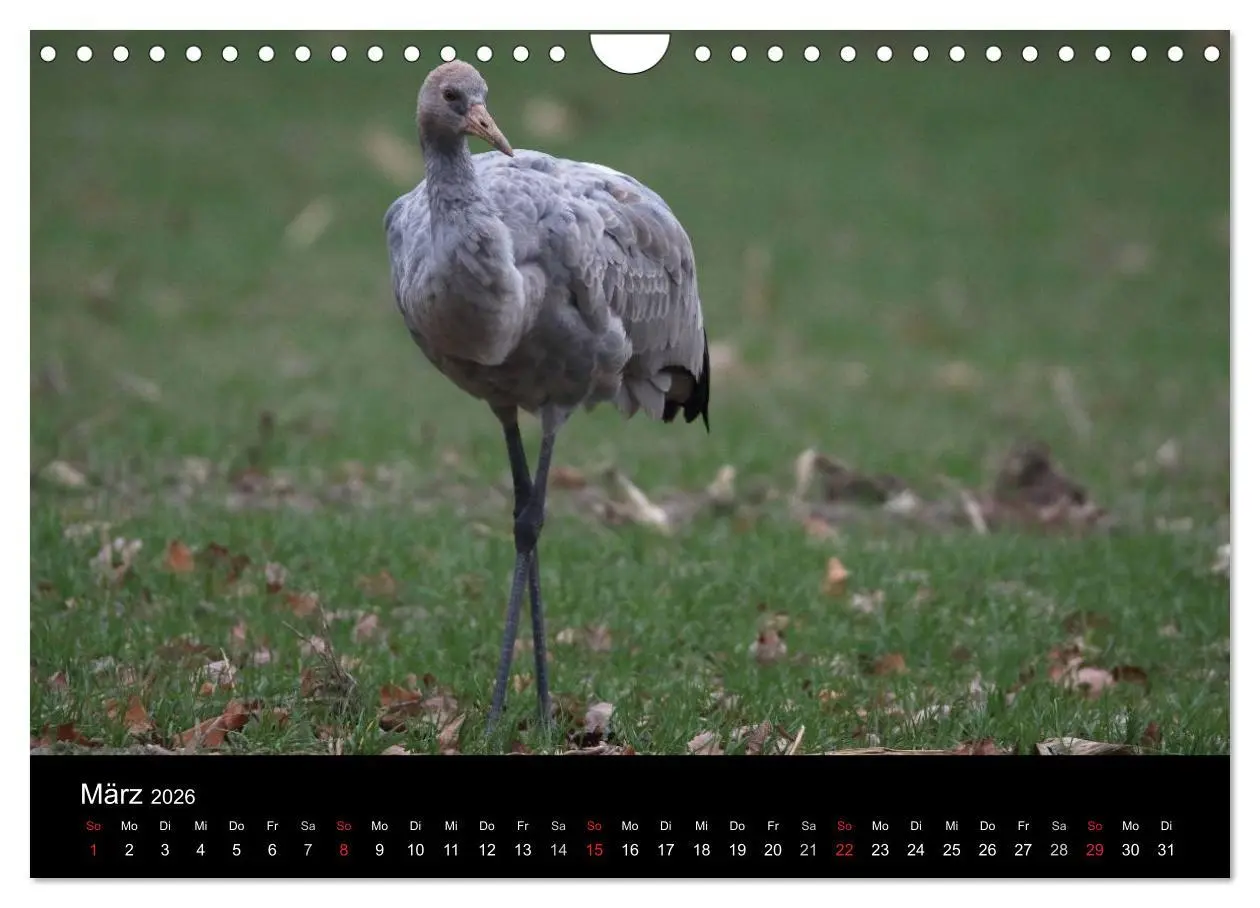 Bild: 9783516117844 | Kranich-Land Brandenburg (Wandkalender 2026 DIN A4 quer), CALVENDO...