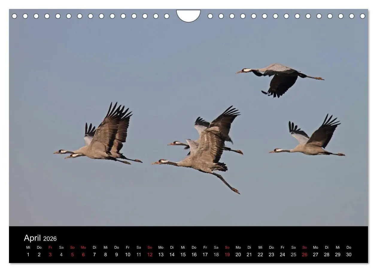 Bild: 9783516117844 | Kranich-Land Brandenburg (Wandkalender 2026 DIN A4 quer), CALVENDO...