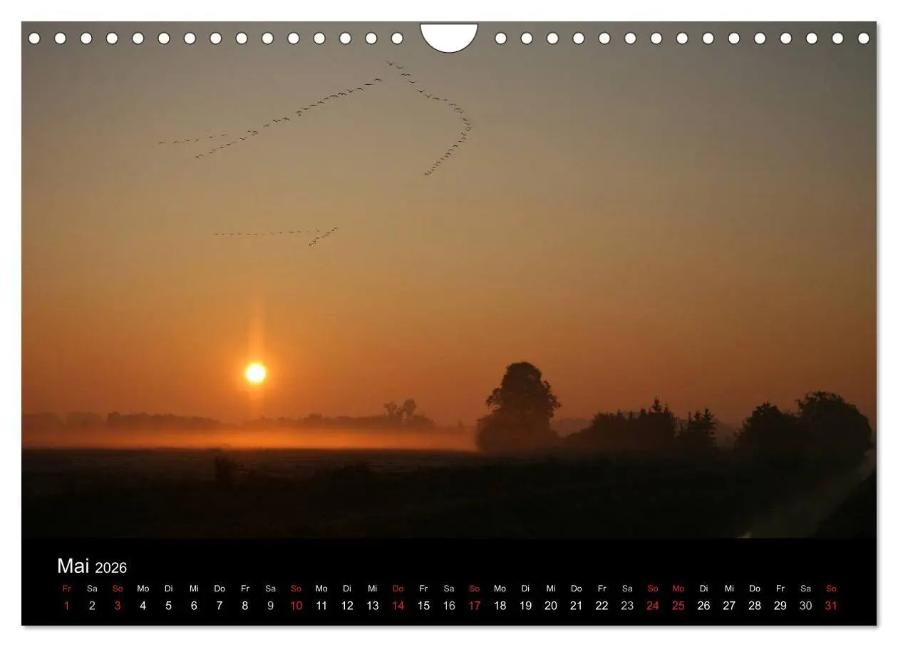 Bild: 9783516117844 | Kranich-Land Brandenburg (Wandkalender 2026 DIN A4 quer), CALVENDO...