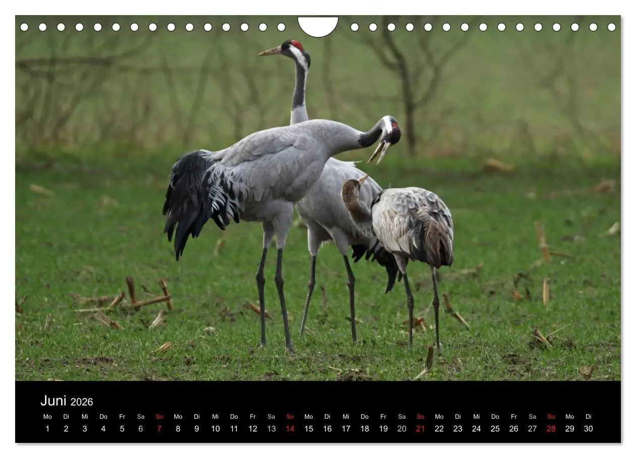 Bild: 9783516117844 | Kranich-Land Brandenburg (Wandkalender 2026 DIN A4 quer), CALVENDO...