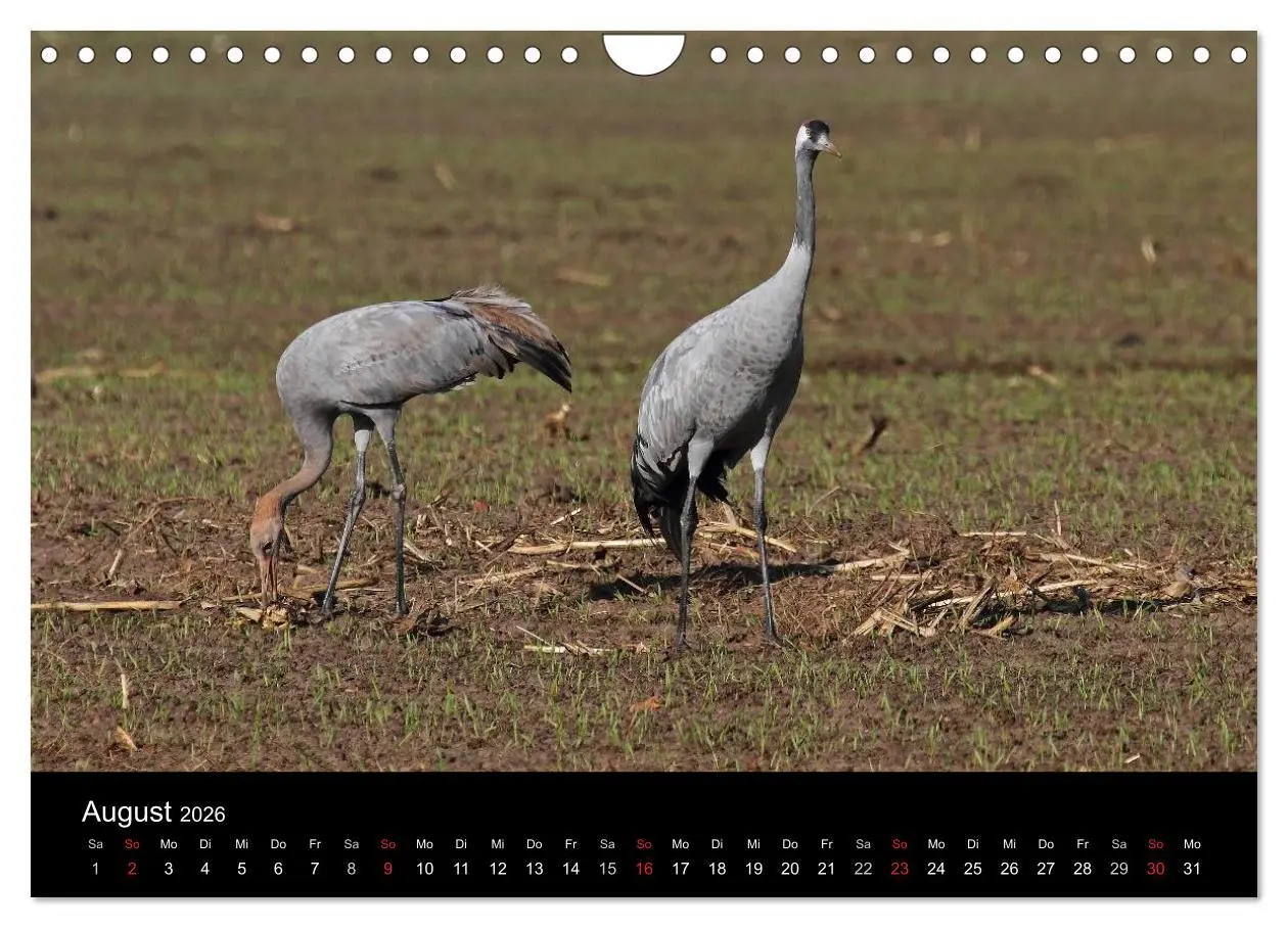 Bild: 9783516117844 | Kranich-Land Brandenburg (Wandkalender 2026 DIN A4 quer), CALVENDO...