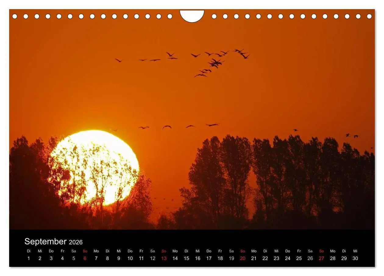 Bild: 9783516117844 | Kranich-Land Brandenburg (Wandkalender 2026 DIN A4 quer), CALVENDO...