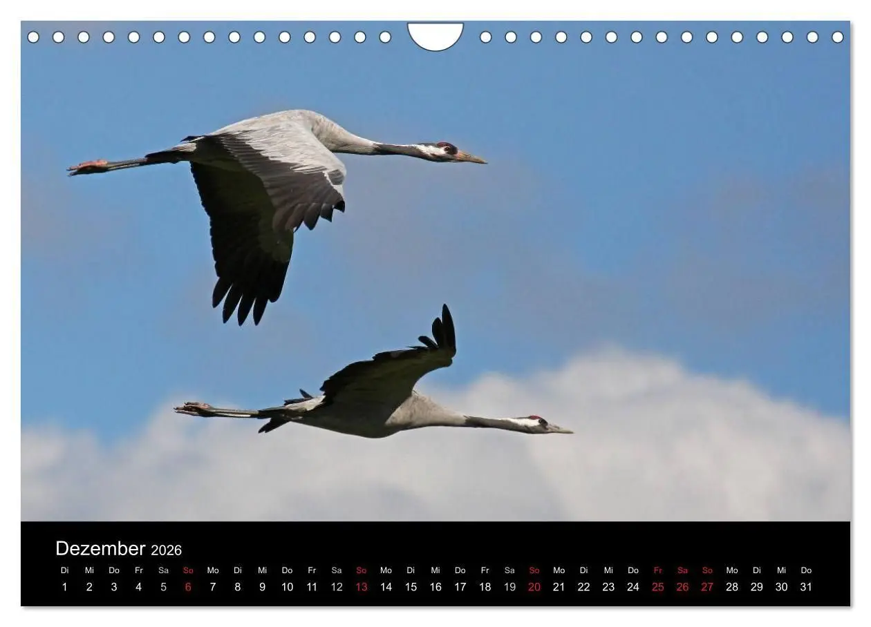 Bild: 9783516117844 | Kranich-Land Brandenburg (Wandkalender 2026 DIN A4 quer), CALVENDO...