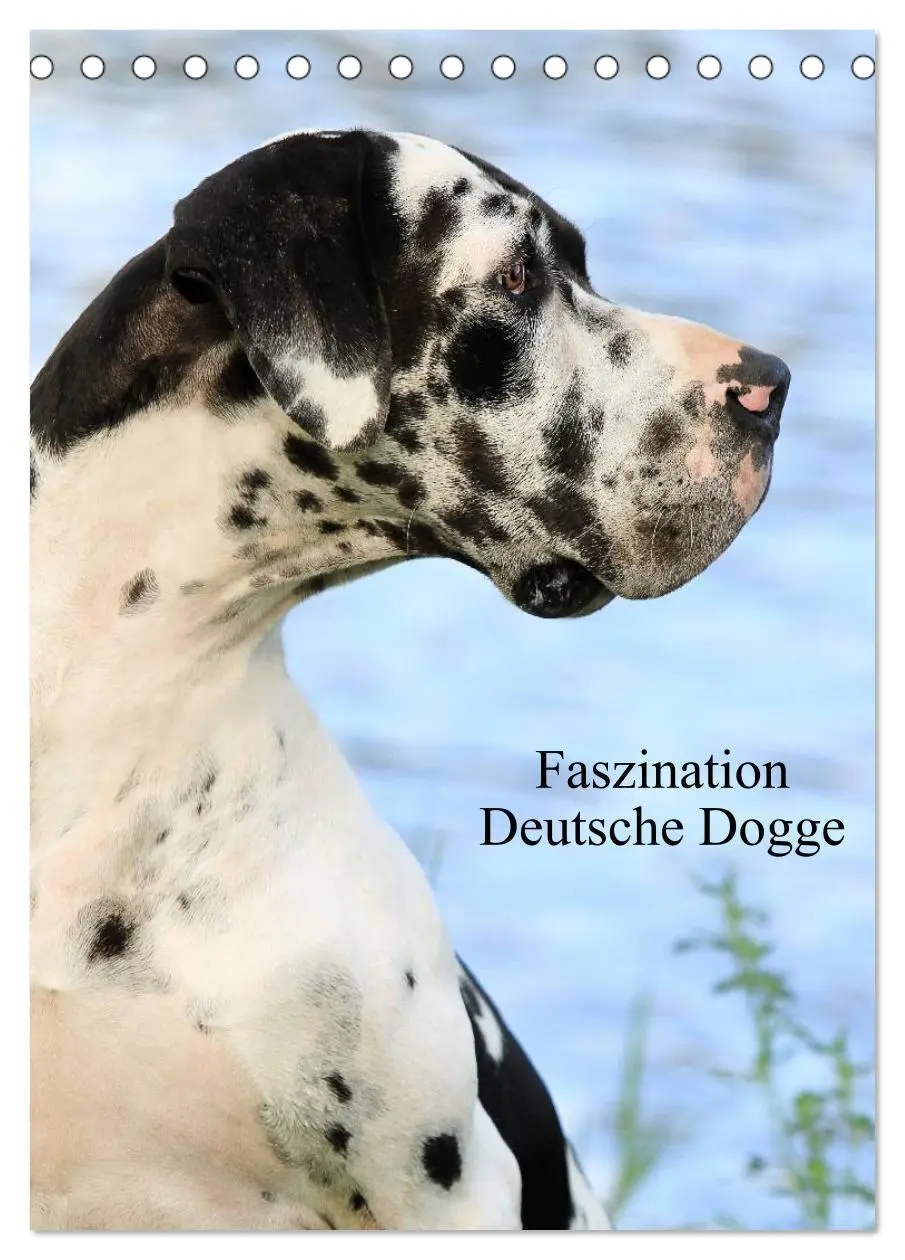 Cover: 9783516427844 | Faszination Deutsche Dogge (Tischkalender 2026 DIN A5 hoch),...