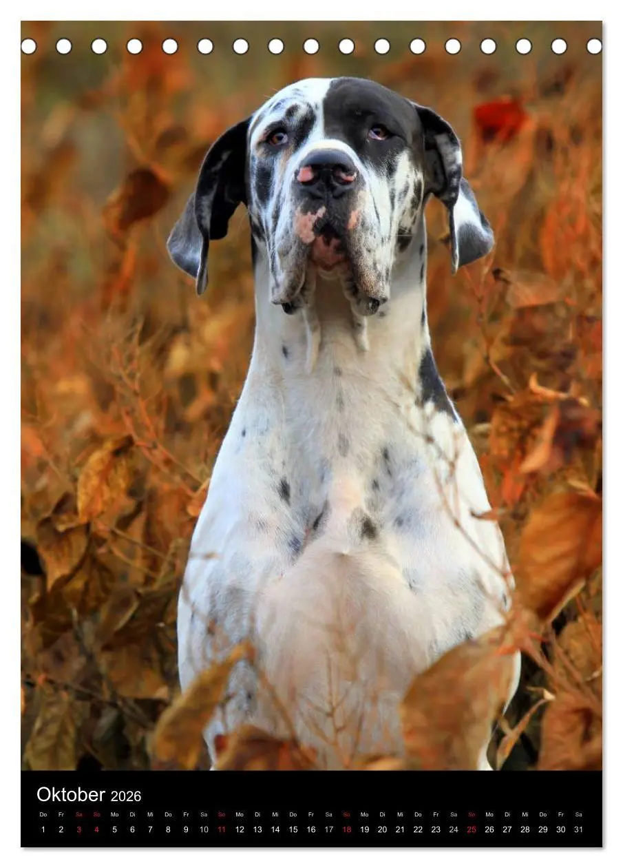 Bild: 9783516427844 | Faszination Deutsche Dogge (Tischkalender 2026 DIN A5 hoch),...