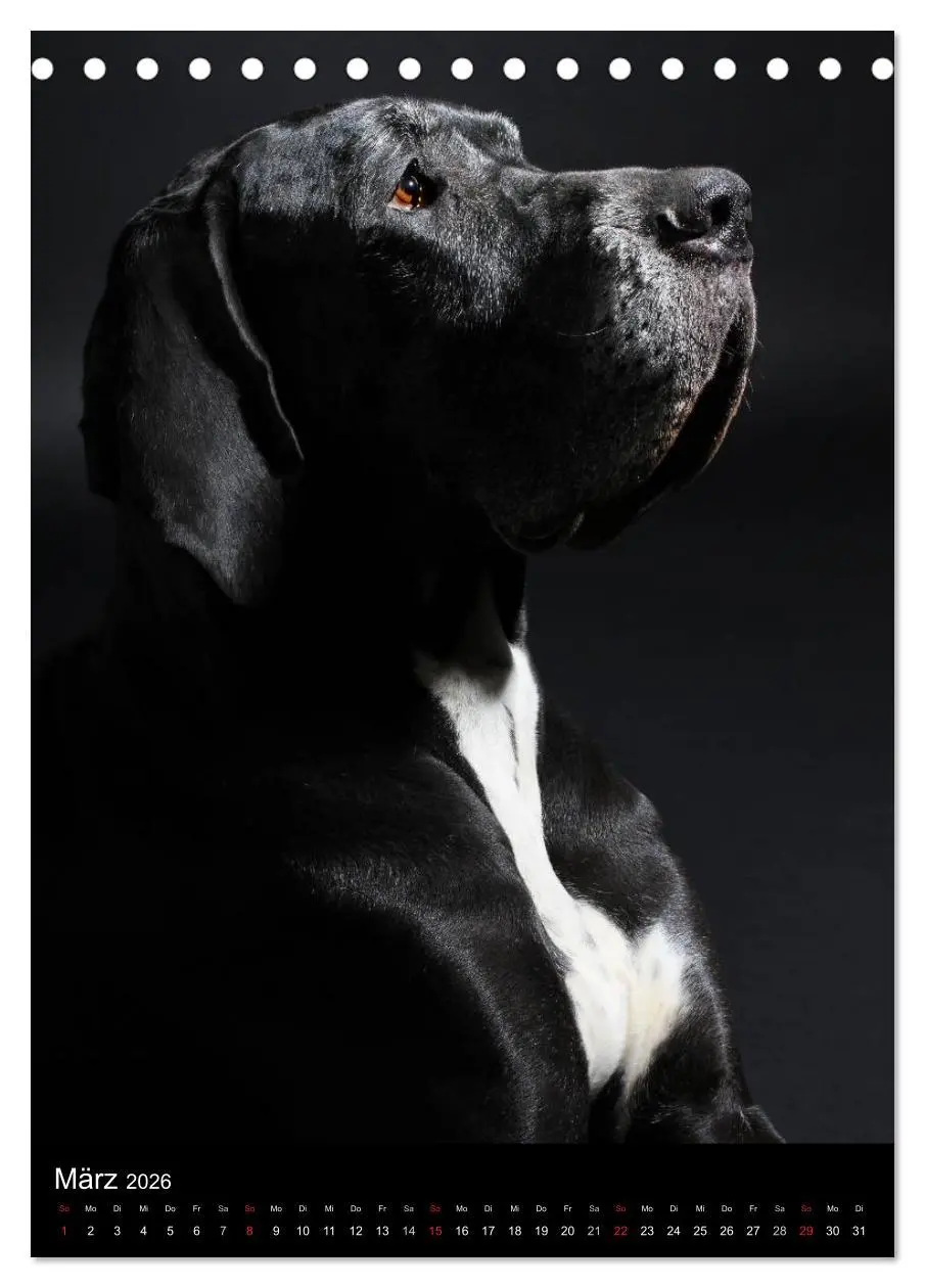 Bild: 9783516427844 | Faszination Deutsche Dogge (Tischkalender 2026 DIN A5 hoch),...