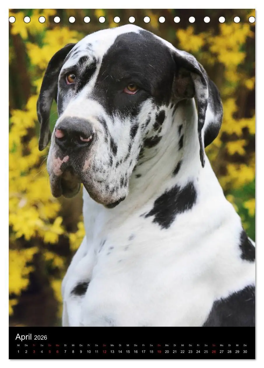 Bild: 9783516427844 | Faszination Deutsche Dogge (Tischkalender 2026 DIN A5 hoch),...