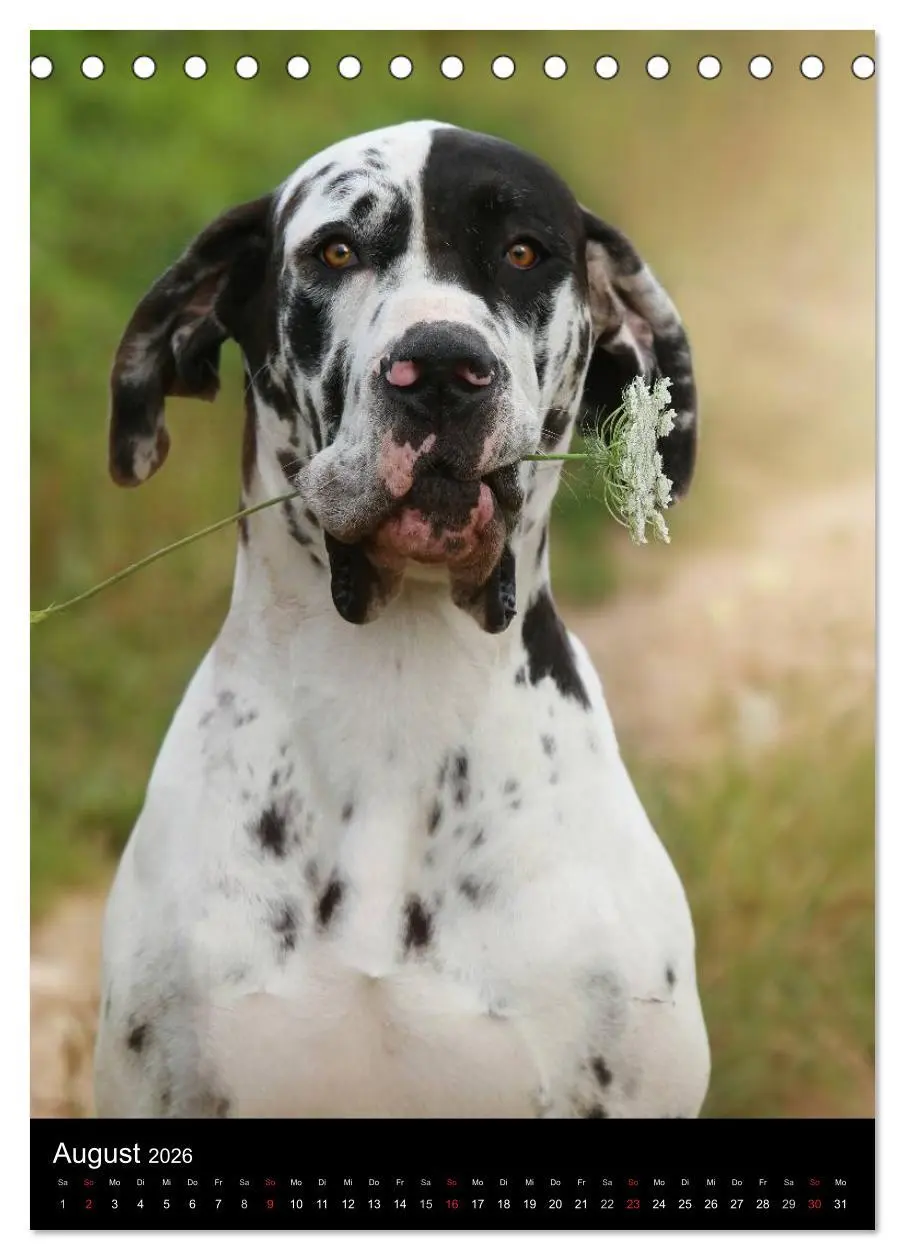 Bild: 9783516427844 | Faszination Deutsche Dogge (Tischkalender 2026 DIN A5 hoch),...