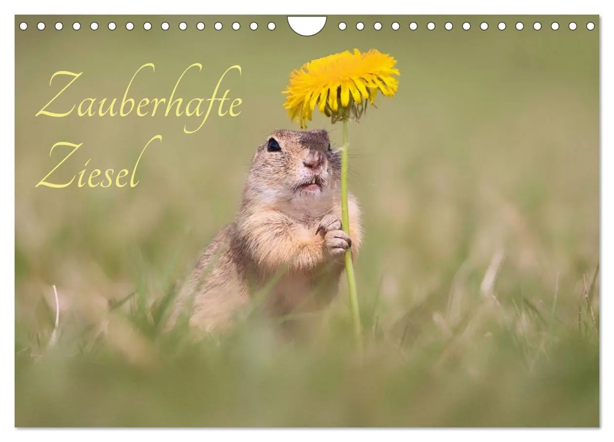 Cover: 9783516597844 | Zauberhafte Ziesel (Wandkalender 2026 DIN A4 quer), CALVENDO...