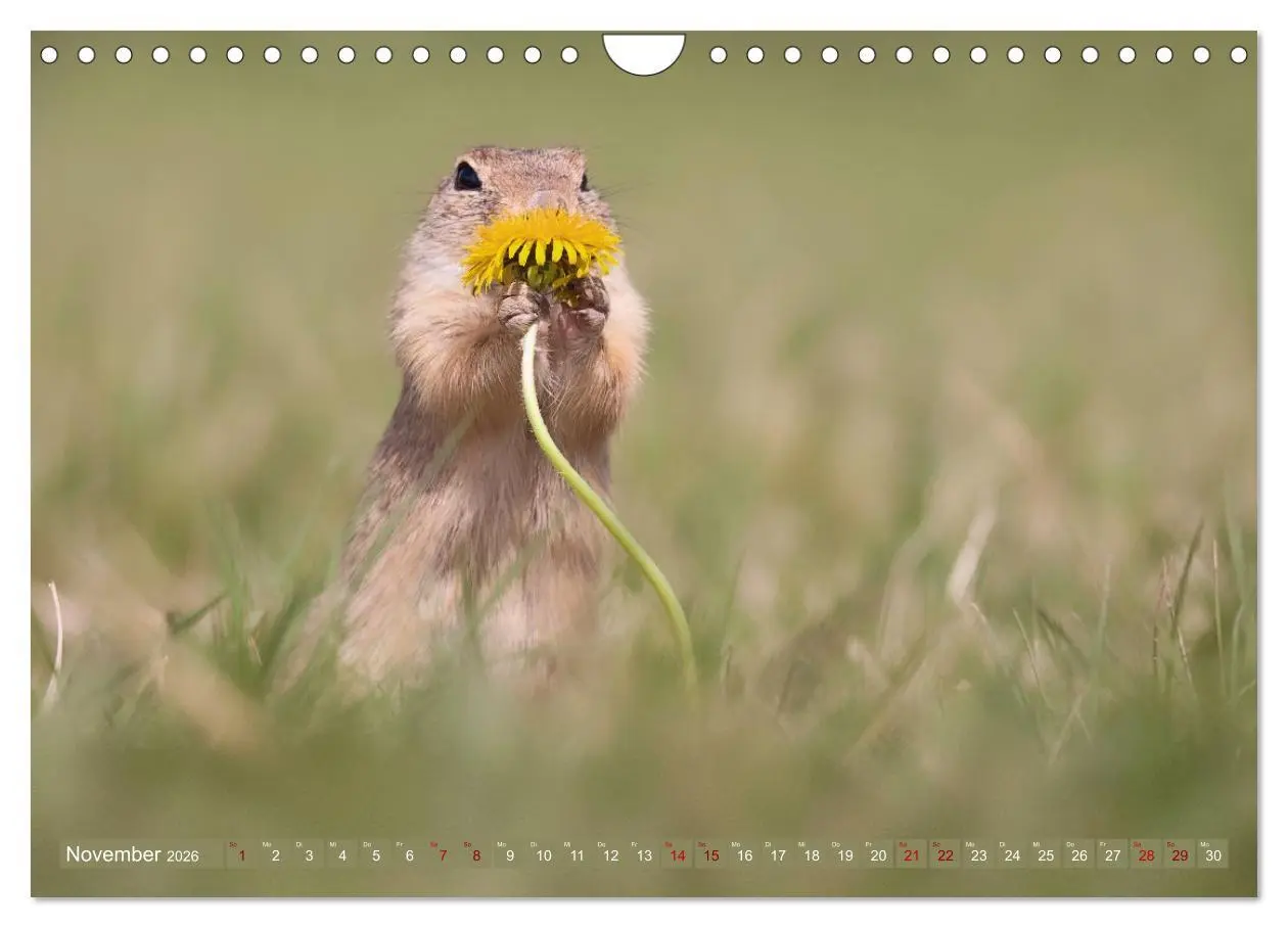 Bild: 9783516597844 | Zauberhafte Ziesel (Wandkalender 2026 DIN A4 quer), CALVENDO...