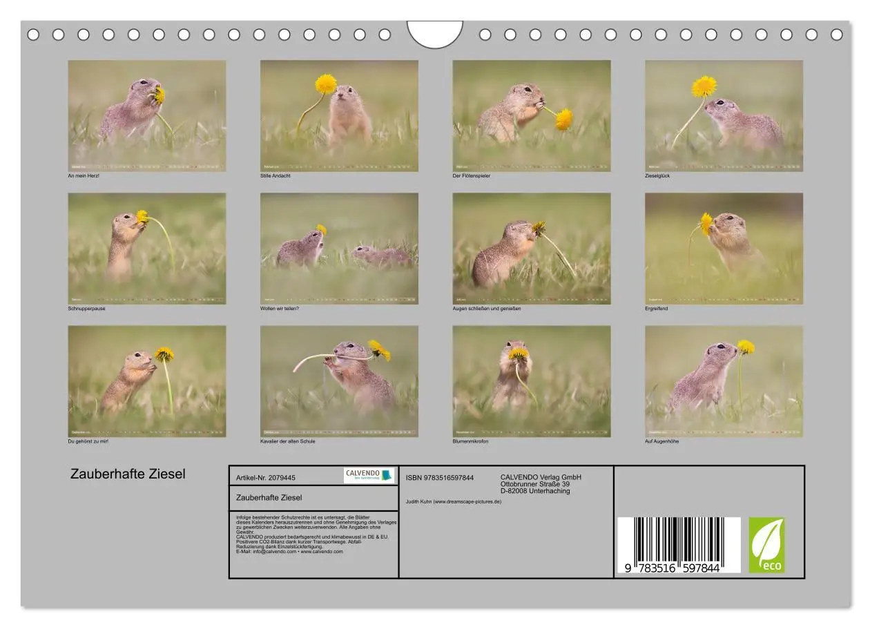 Bild: 9783516597844 | Zauberhafte Ziesel (Wandkalender 2026 DIN A4 quer), CALVENDO...