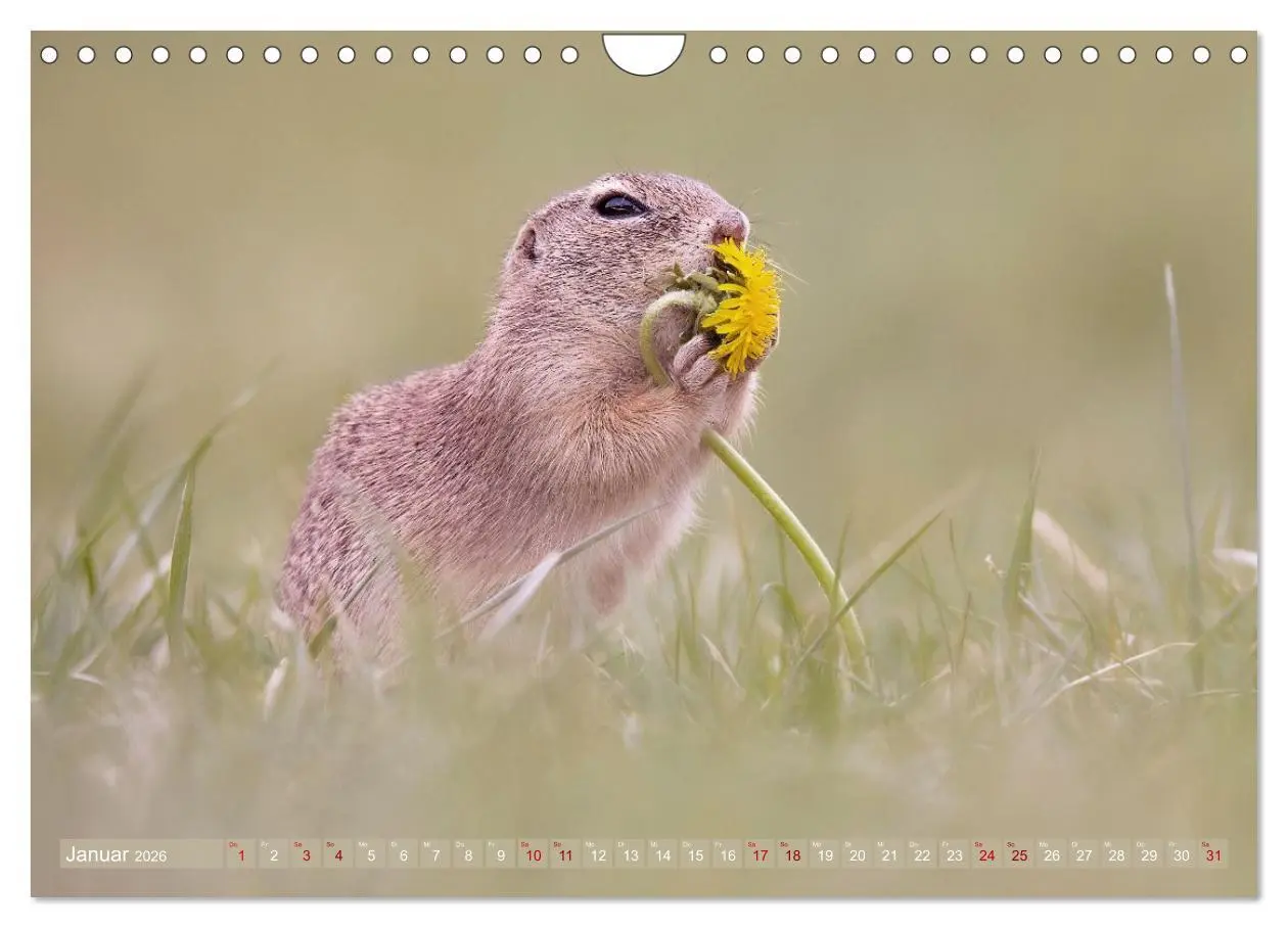 Bild: 9783516597844 | Zauberhafte Ziesel (Wandkalender 2026 DIN A4 quer), CALVENDO...
