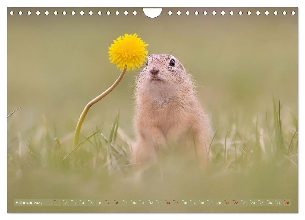 Bild: 9783516597844 | Zauberhafte Ziesel (Wandkalender 2026 DIN A4 quer), CALVENDO...