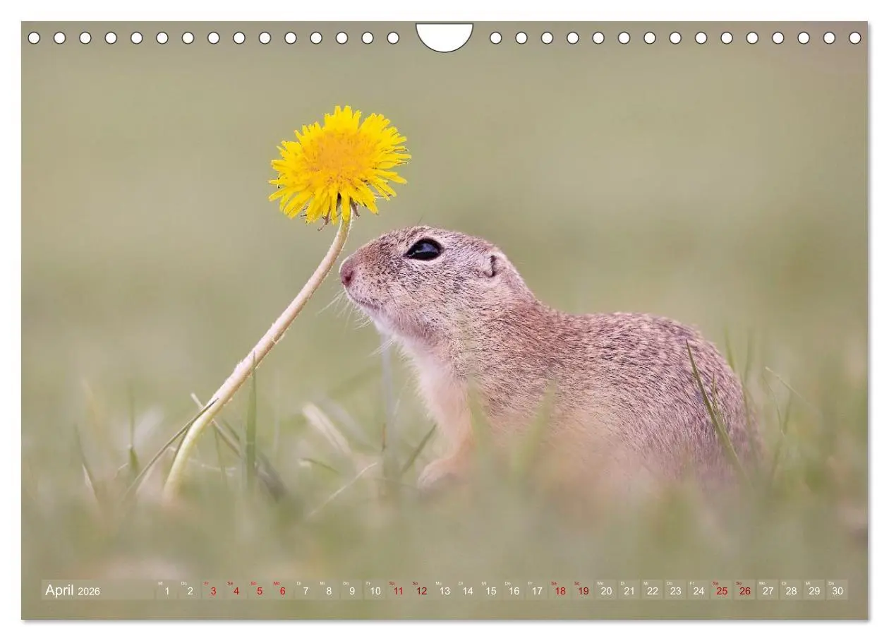 Bild: 9783516597844 | Zauberhafte Ziesel (Wandkalender 2026 DIN A4 quer), CALVENDO...