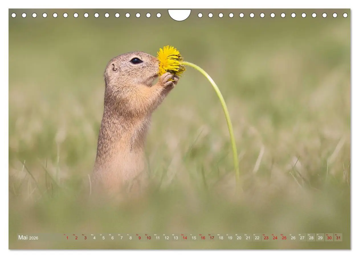 Bild: 9783516597844 | Zauberhafte Ziesel (Wandkalender 2026 DIN A4 quer), CALVENDO...