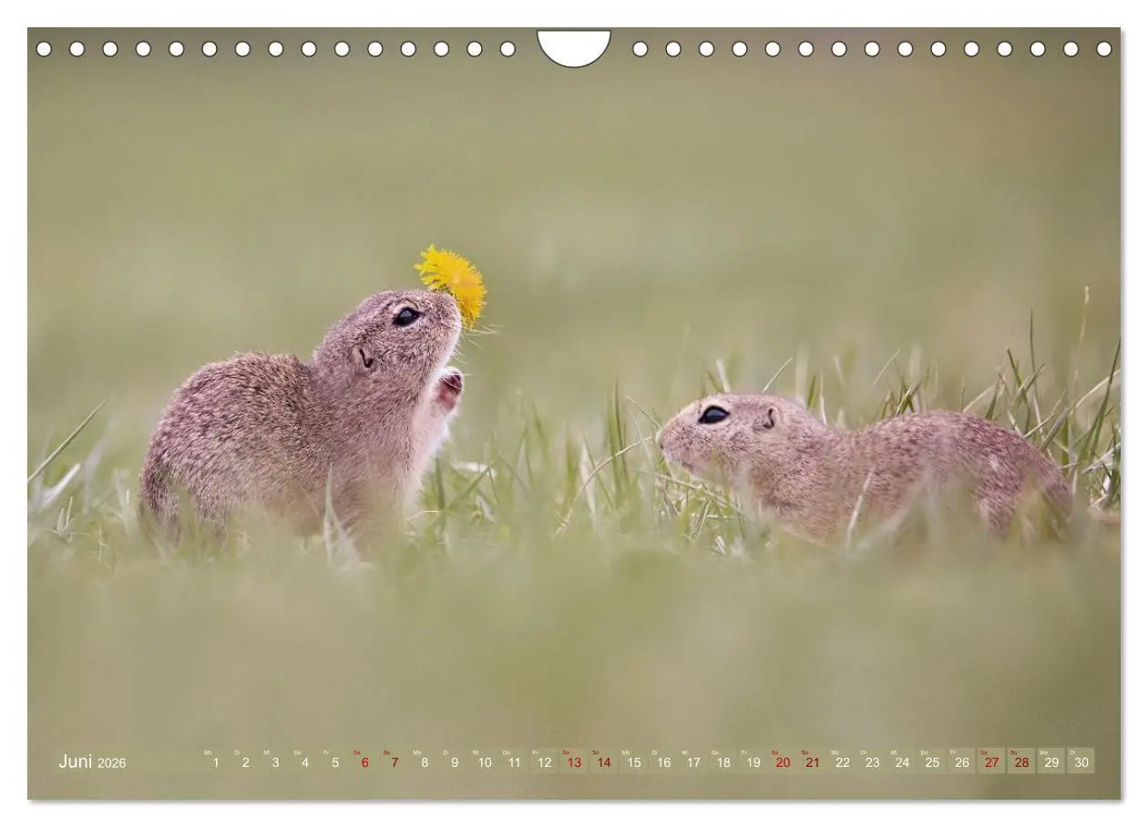 Bild: 9783516597844 | Zauberhafte Ziesel (Wandkalender 2026 DIN A4 quer), CALVENDO...