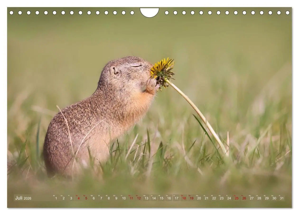 Bild: 9783516597844 | Zauberhafte Ziesel (Wandkalender 2026 DIN A4 quer), CALVENDO...