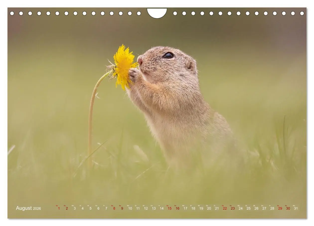 Bild: 9783516597844 | Zauberhafte Ziesel (Wandkalender 2026 DIN A4 quer), CALVENDO...