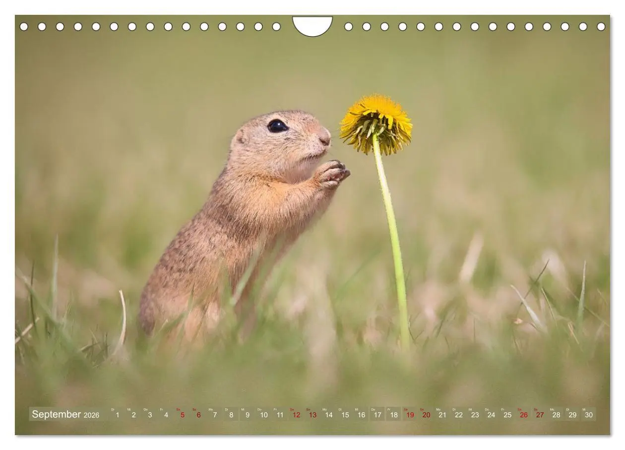 Bild: 9783516597844 | Zauberhafte Ziesel (Wandkalender 2026 DIN A4 quer), CALVENDO...