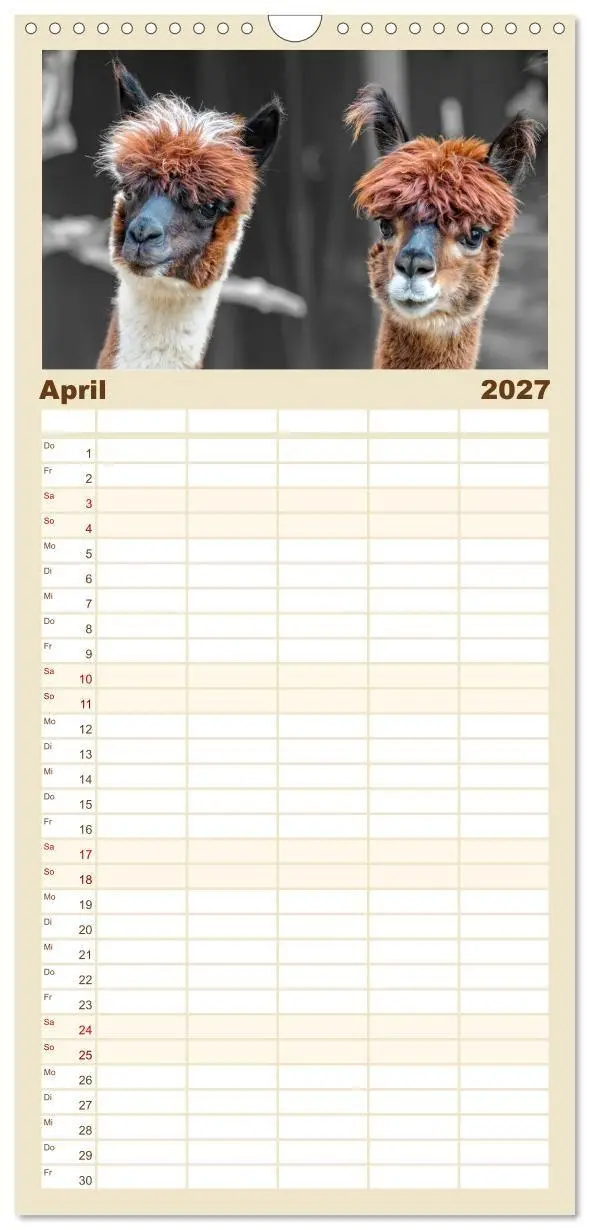 Bild: 9783594337844 | Familienplaner 2027 - Alpaka Gesichter mit 5 Spalten (Wandkalender,...