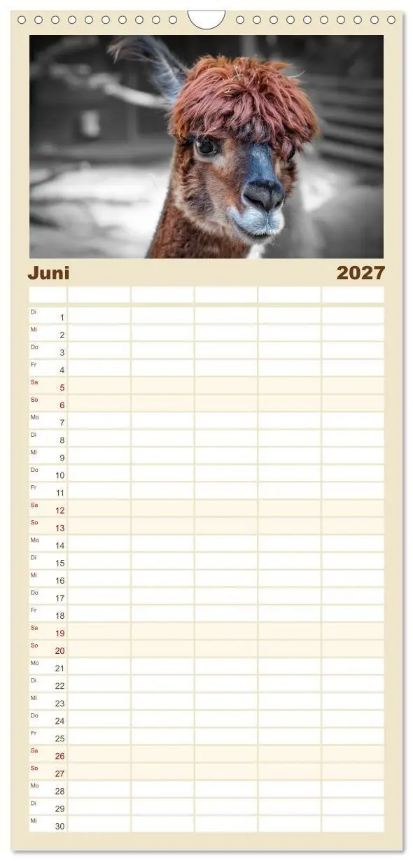 Bild: 9783594337844 | Familienplaner 2027 - Alpaka Gesichter mit 5 Spalten (Wandkalender,...