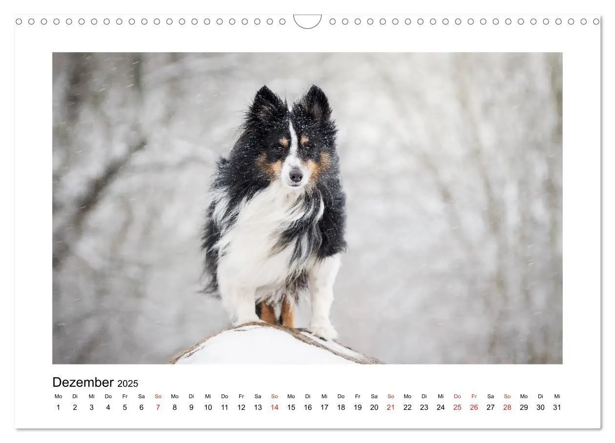 Bild: 9783435307944 | Herzensshelties - Shetland Sheepdogs (Wandkalender 2025 DIN A3...