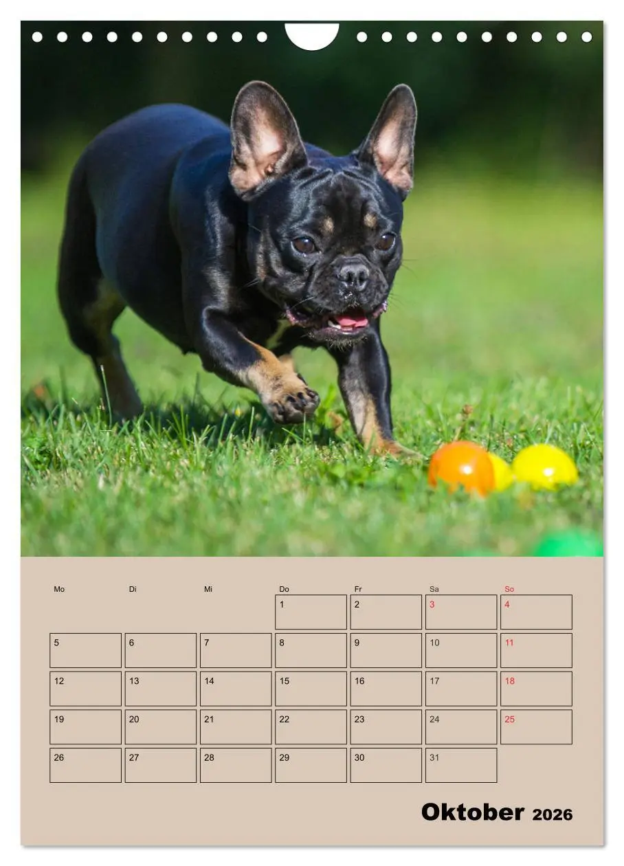 Bild: 9783516388244 | Jahresplaner Französische Bulldogge (Wandkalender 2026 DIN A4...