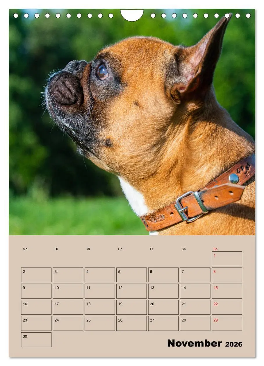 Bild: 9783516388244 | Jahresplaner Französische Bulldogge (Wandkalender 2026 DIN A4...