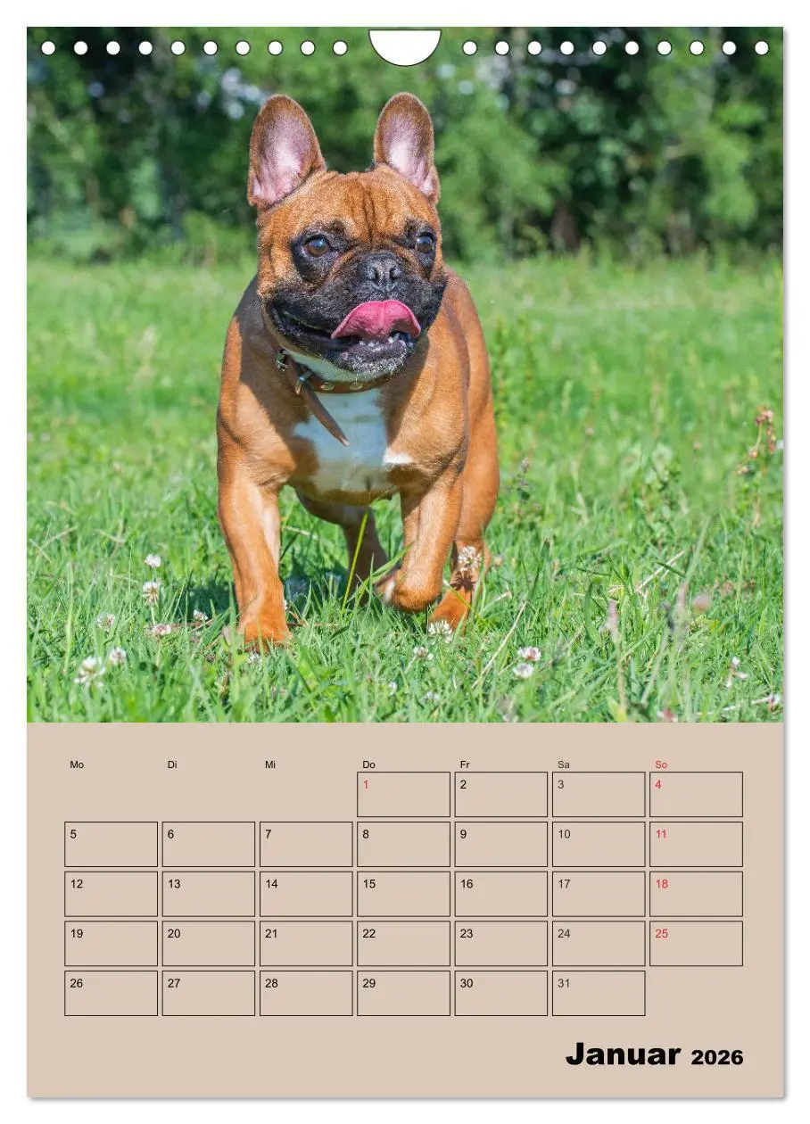 Bild: 9783516388244 | Jahresplaner Französische Bulldogge (Wandkalender 2026 DIN A4...