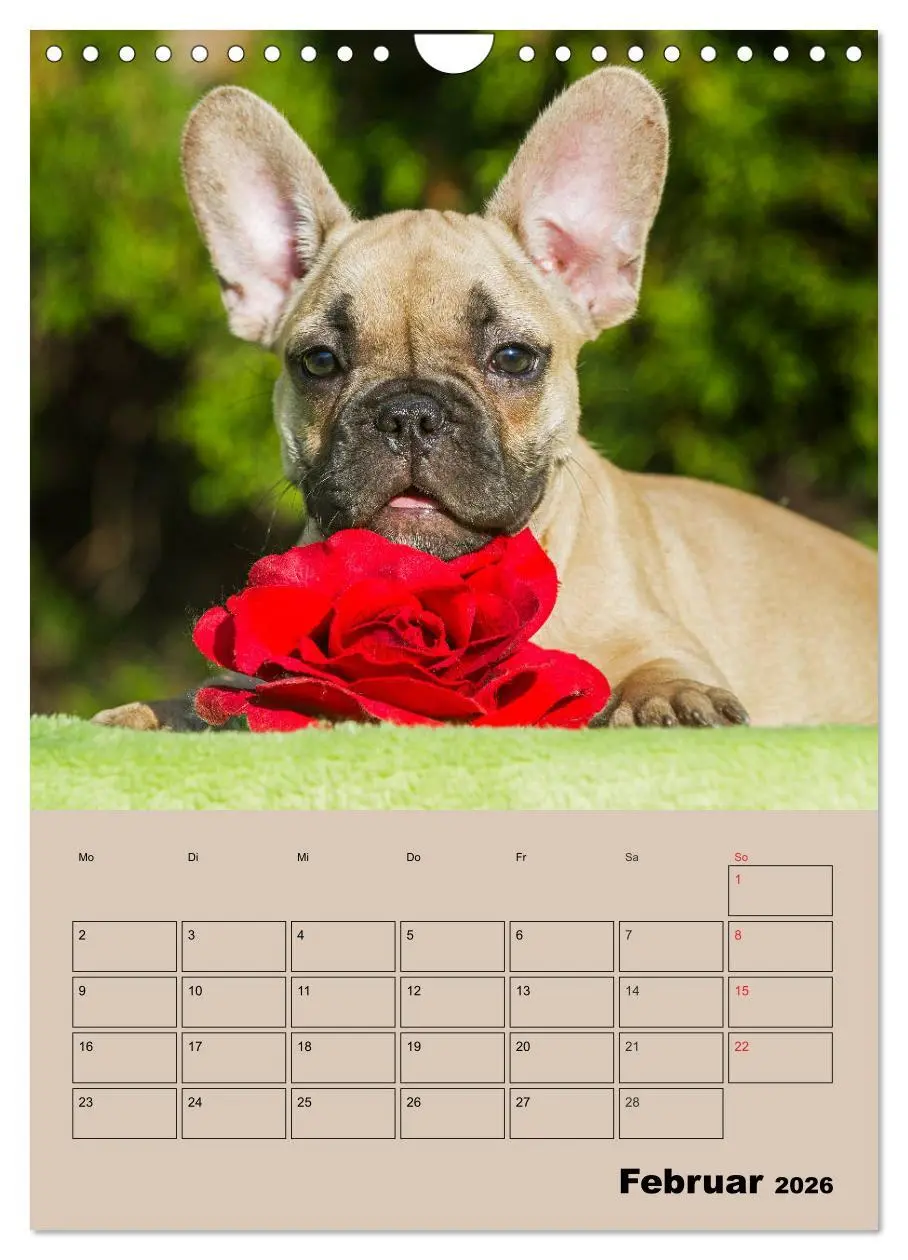 Bild: 9783516388244 | Jahresplaner Französische Bulldogge (Wandkalender 2026 DIN A4...