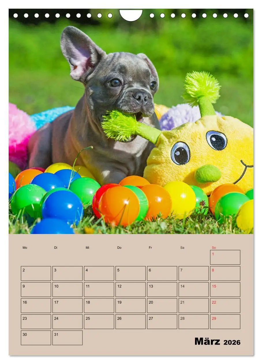 Bild: 9783516388244 | Jahresplaner Französische Bulldogge (Wandkalender 2026 DIN A4...