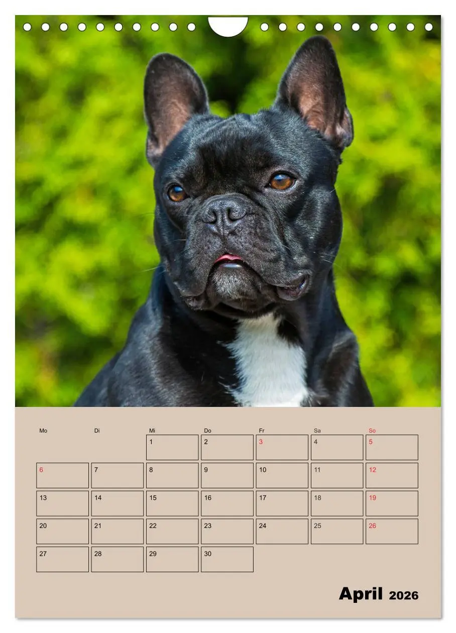 Bild: 9783516388244 | Jahresplaner Französische Bulldogge (Wandkalender 2026 DIN A4...