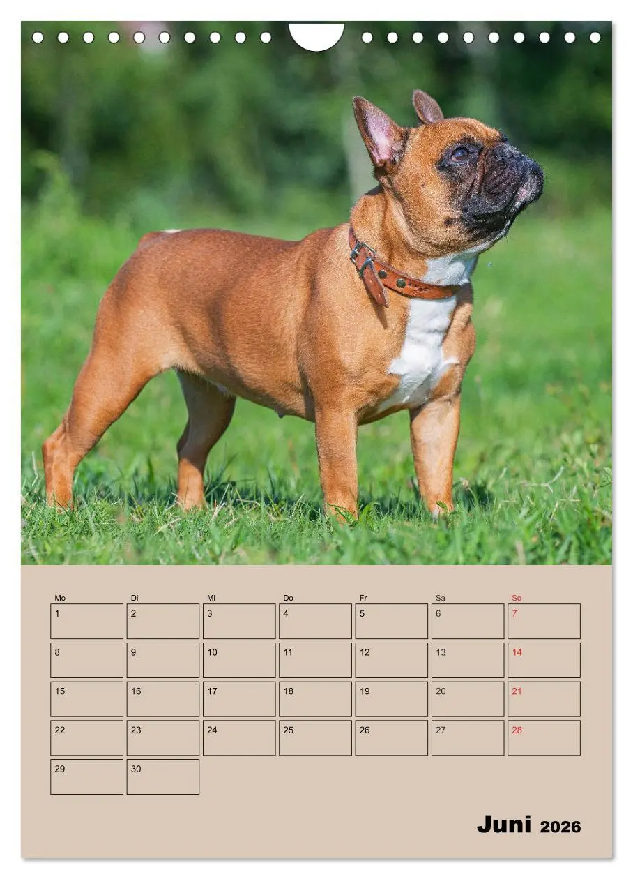 Bild: 9783516388244 | Jahresplaner Französische Bulldogge (Wandkalender 2026 DIN A4...