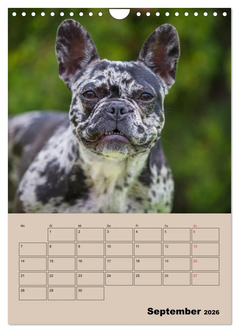 Bild: 9783516388244 | Jahresplaner Französische Bulldogge (Wandkalender 2026 DIN A4...