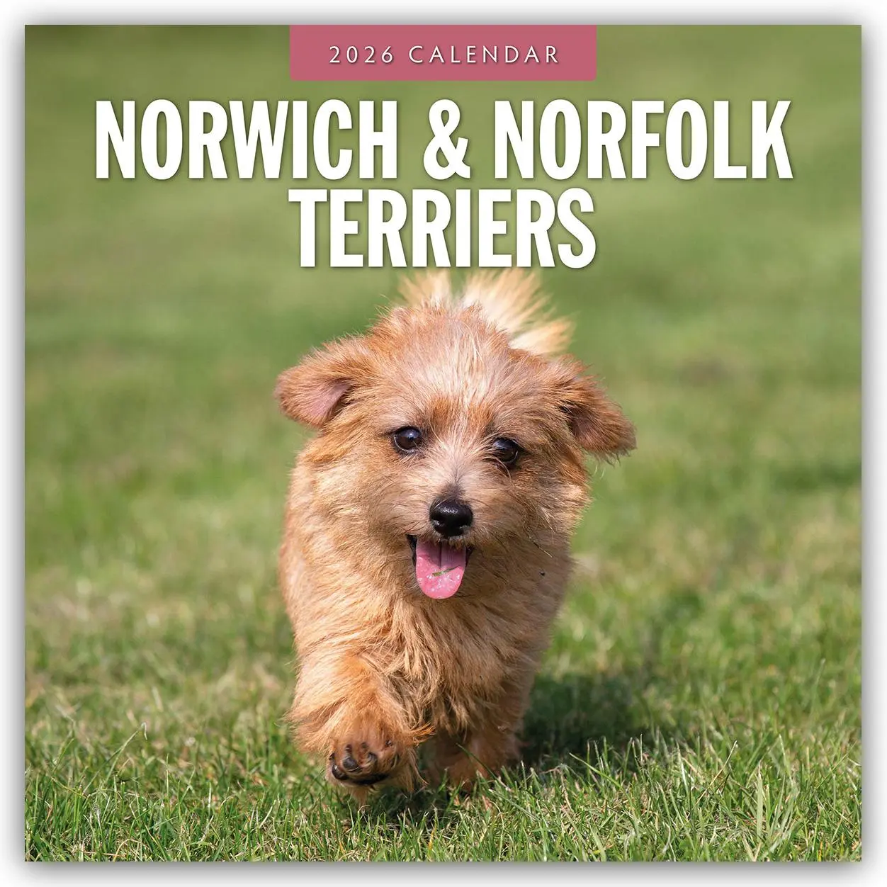 Cover: 9781804428344 | Norwich &amp; Norfolk Terriers 2026 Square Wall Calendar | Red Robin